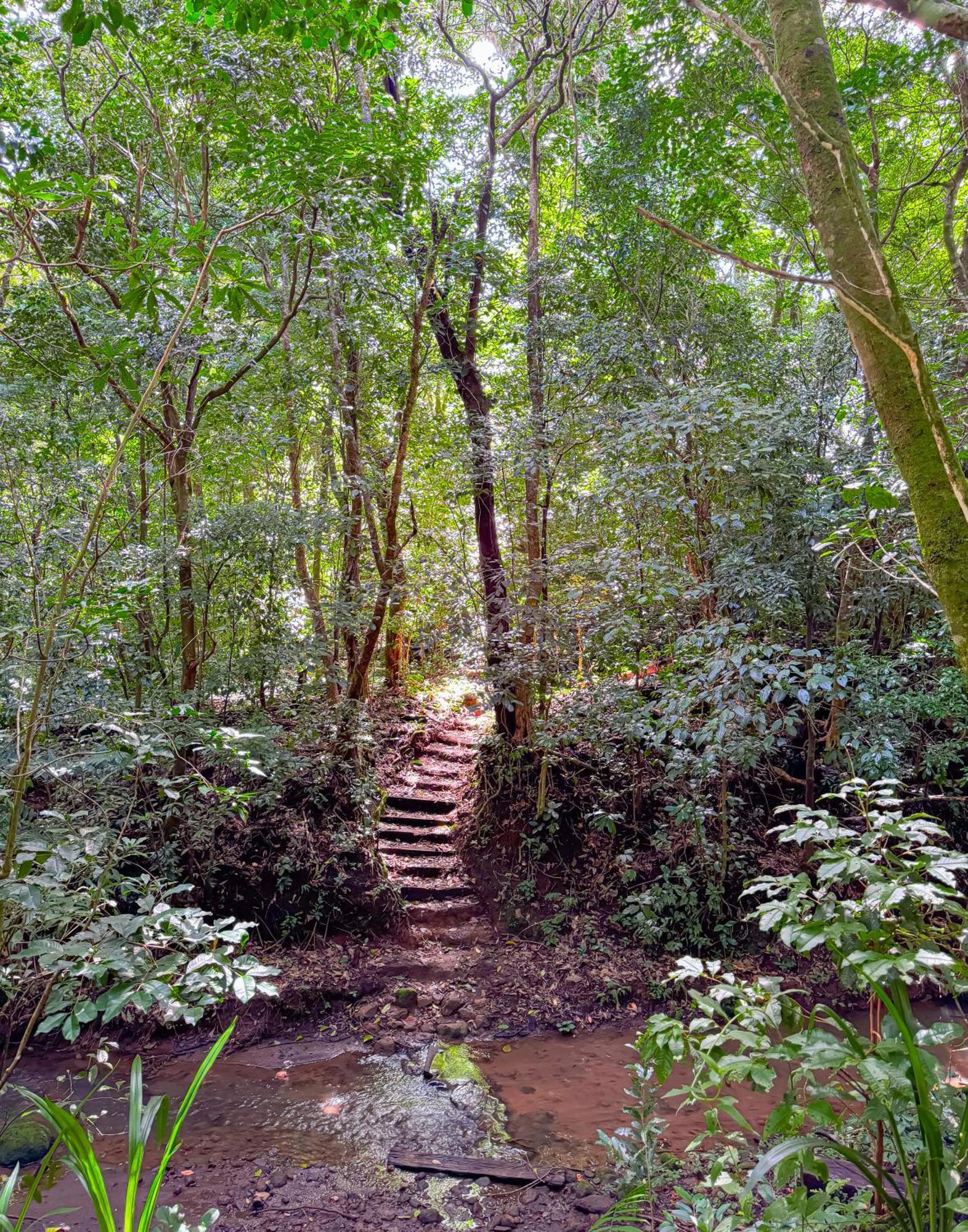 Casa Rayo De Luna Monteverde Екстер'єр фото