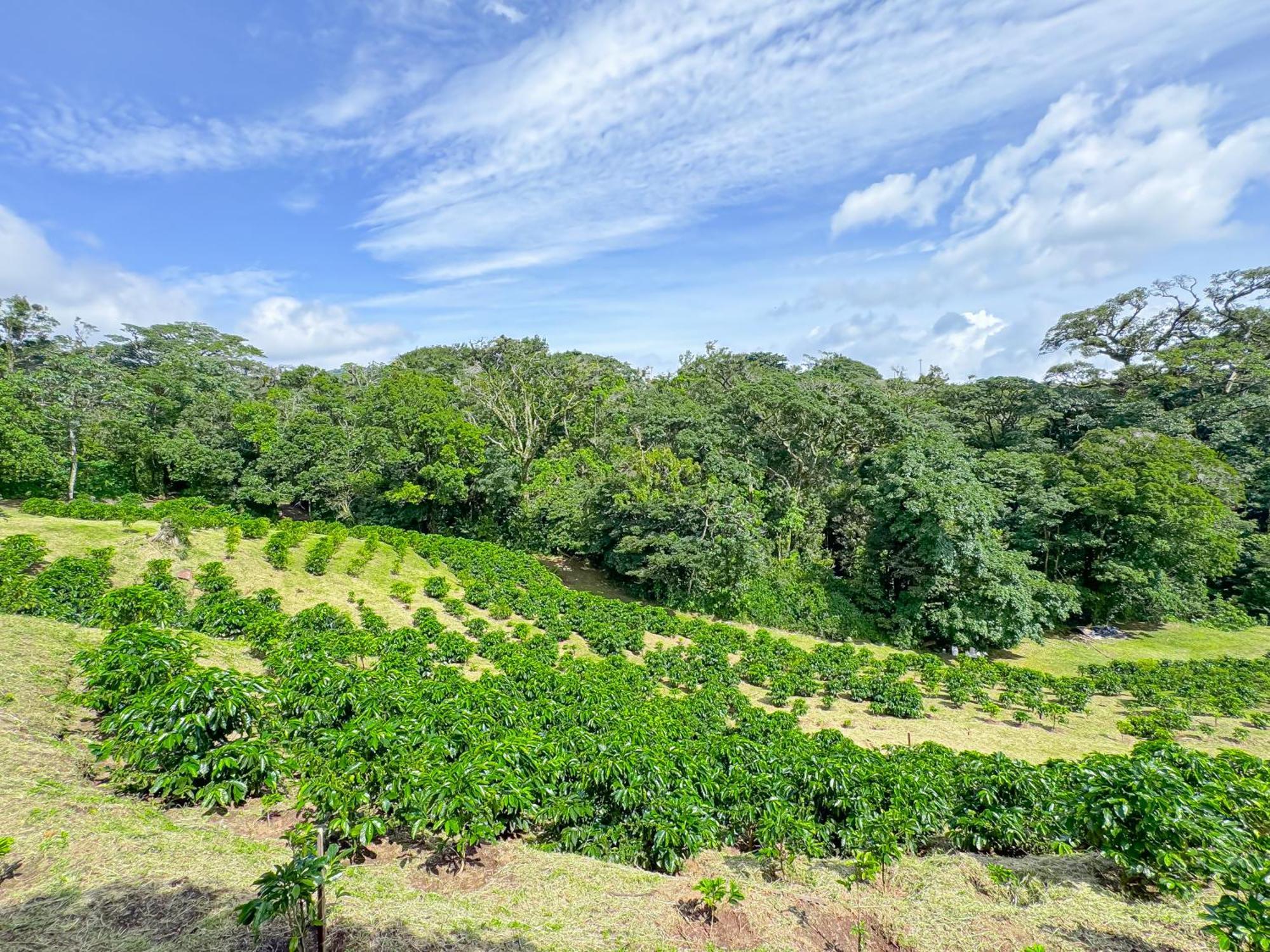 Casa Rayo De Luna Monteverde Екстер'єр фото